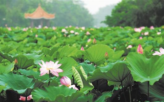 荊州洪湖藍田生態(tài)園拓展基地