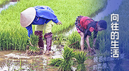 “向往的生活”大型團(tuán)隊(duì)田園生活